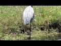 Great Blue Heron Eating Snake