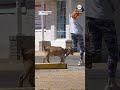 Part of the pack: Goat goes for a walk with a couple of dogs - Video