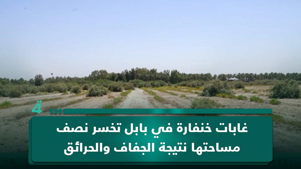 فيديو | غابات خنفارة في بابل تخسر نصف مساحتها نتيجة الجفاف والحرائق الغامضة