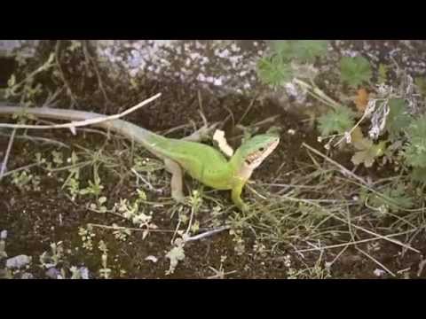 Les Elephants Bizarres - Kite Song