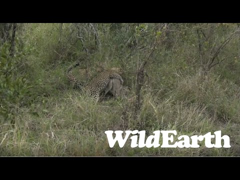 Unglaubliche Sichtung eines Talalmba-Jungen bei der Jagd auf einen Ducker.