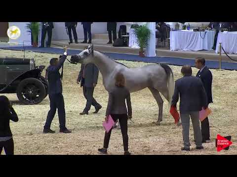 N.48 CLASSIC TABOUR - SEWC 2019 - 3 Years Old Colts (Class 6)