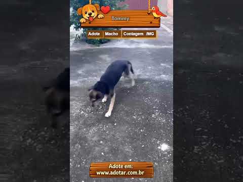 Vídeo de Tommy