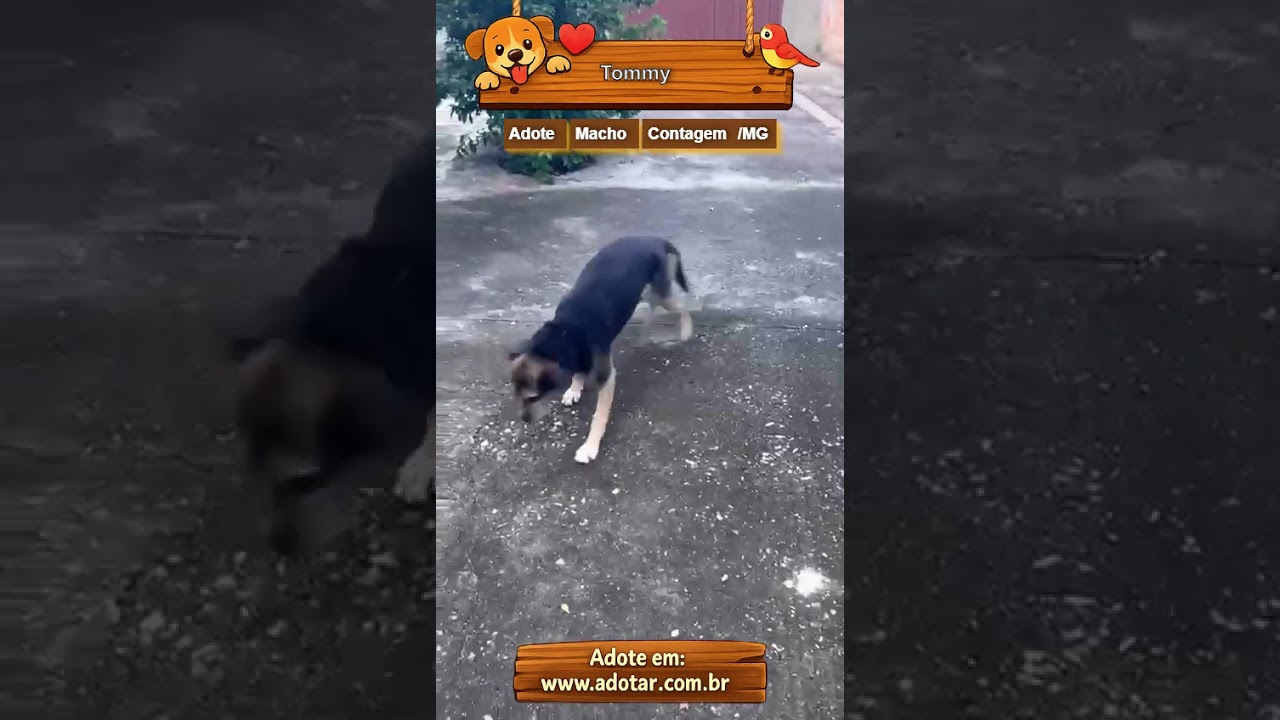 Cachorro raça SRD-ViraLata idade 6 ou mais anos nome Tommy