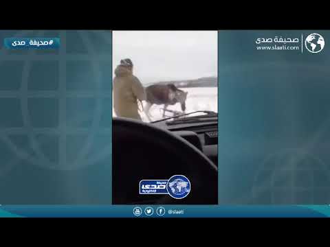 نهاية الهياط واللقافه