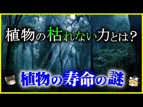 植物が凍結しているかどうかはどうやってわかりますか?いつ彼女を救おうとしますか？  庭園