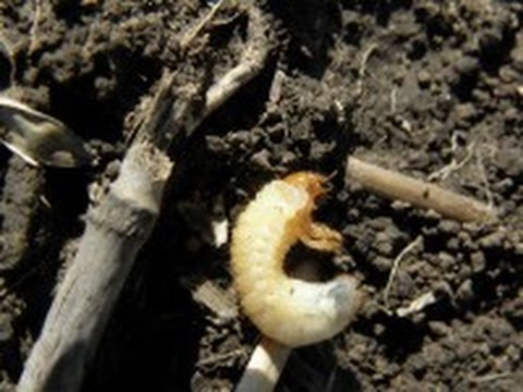 drotféreg larva