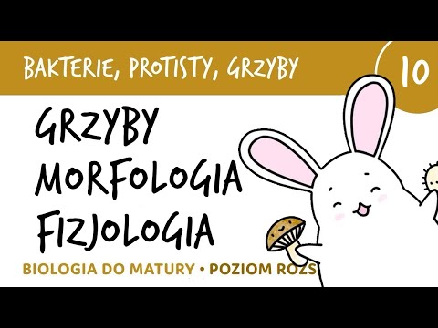 Bacteria, protists and fungi 10 🦠Fungi - morphology and vital functions - biology for final exams