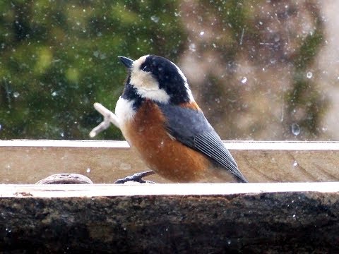 鳥の保護: 冬の餌付けのヒント 自然と動物