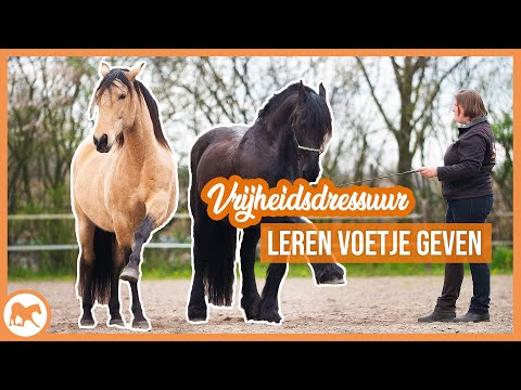 Vrijheidsdressuur | Leren voetje geven