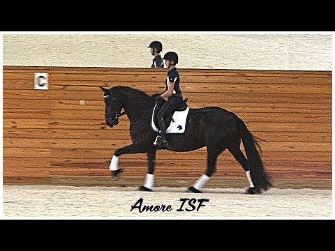 Amore ISF at Iron Spring Farm, September 2019