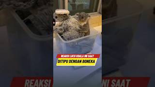 Download lagu Ekpresi Lucu Koala Ini Saat Dipisahkan Dari Ibunya 🐨 mp3