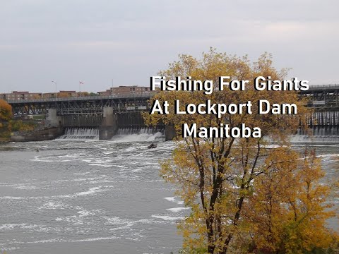 Fishing For Giants At Lockport Dam Manitoba