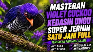 Download lagu Masteran Violet Cuckoo | Kedasi Ungu Tembakan Panjang & Tajam | 1 Jam Full mp3 Download lagu Masteran Violet Cuckoo | Kedasi Ungu Tembakan Panjang & Tajam | 1 Jam Full mp3