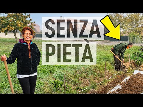 PIANTARE ALBERI con l'agricoltura sintropica 🌳
