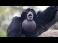 yelling gibbon monkey for 10 hours