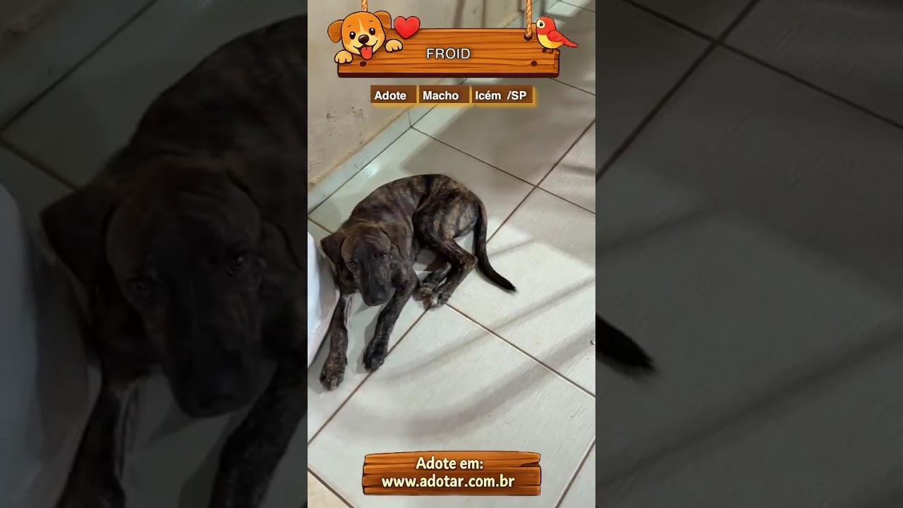 Cachorro raça SRD-ViraLata idade 2 a 6 meses nome FROID 