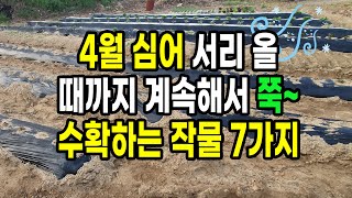 4월에 심어 서리 올 때까지 계속해서 쭉~ 수확하는 작물 7가지