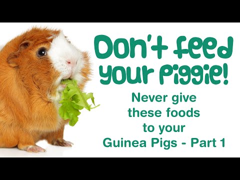 , title : 'What FOODS Can Guinea Pigs NOT Eat? | POISONOUS & TOXIC Weeds, Plants | BAD Pet Foods'
