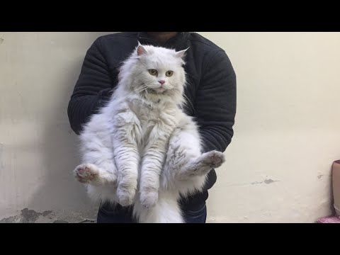 Persian cat triple coat vs double coat