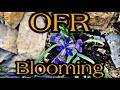 OFR Gets Beautified