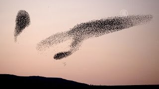 «Танец скворцов» - зрелищный феномен (новости)
