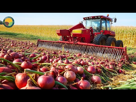 How American Farmers Harvest 8.9 Billion Pounds Of Onions by Machine | Farming Documentary