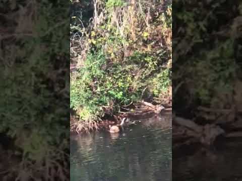 Otters playing in the river