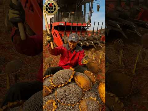 Chiếc Máy Này Thu Hoạch Cả Cánh Đồng Trong Vài Giờ! 🚜