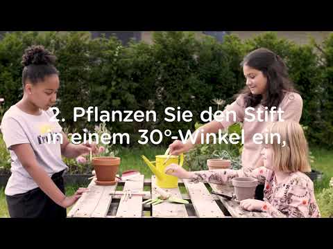 How to plant your Sprout pencil. Planting guide - német nyelvű útmutató videó ceruzák ültetésére