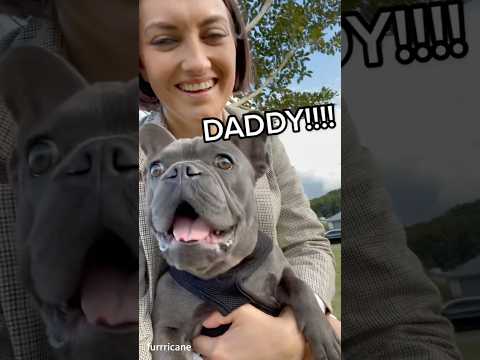The bark of a French Bulldog is unique. #dog  #petvideos#amazingpets #funny#funnypets#animals