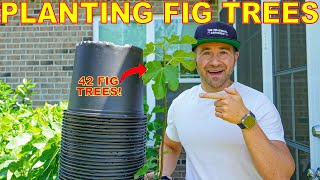 I'm Planting 42 FIG TREES! How To Plant Figs, Manage Suckers, Roots, Fig Rust, Fertilizing & MORE!