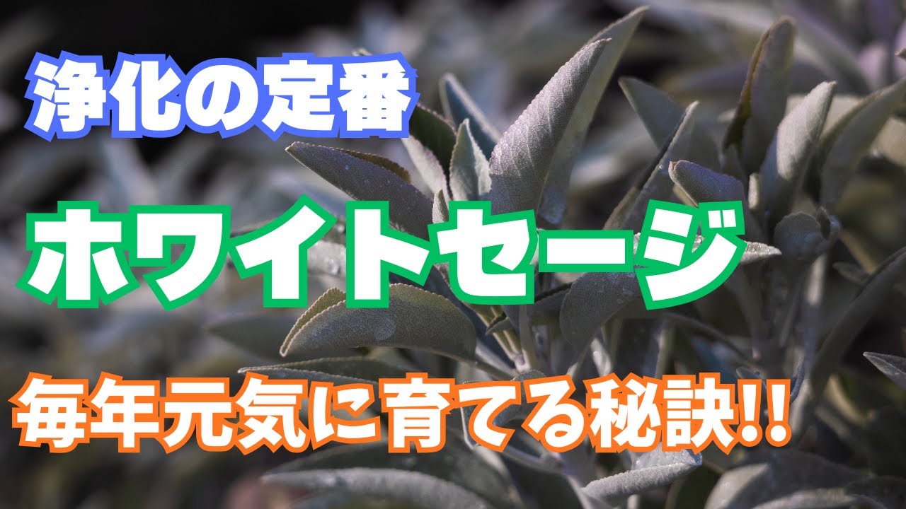【浄化の定番】ホワイトセージの育て方を紹介します！