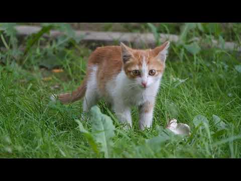 Ultra Hd Lovely Cats videos part 7 - Videos no copyright - collections of best cats  - 4k videos