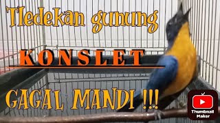 Download lagu Tledekan gunung gacor dorr,,full konslet,,full materi sampai lupa mandi. mp3