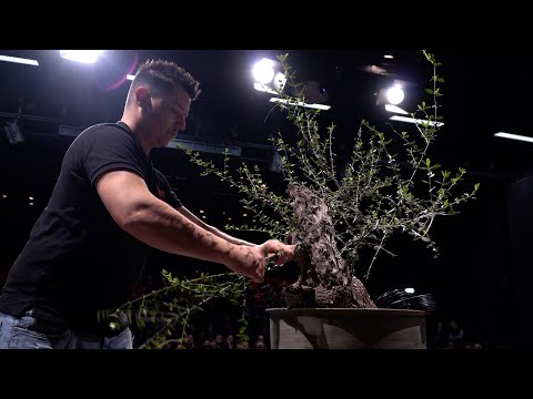 Yannick Kiggen styles an Olive Bonsai