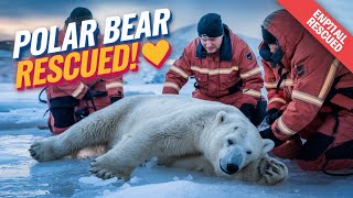 Injured Polar Bear Rescued By Heroes! 🐼❤️ Emotional Rescue Story