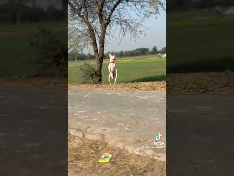 hammad pet House gaber badmash 👿