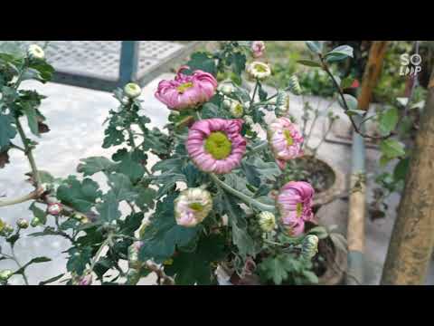 🌹🌷🌺🌸🏵️🌻🌼💮