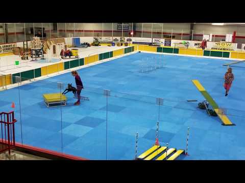 Whiskey Novice Standard PKC 8/5/17