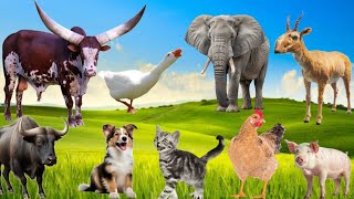 Download Lagu Lovely Animal Sounds : Dog, Cat, Chicken, Cow, Elephant, Horse, Buffalo, Saiga - Animal Sounds Thumbnail