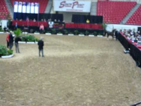 Arab Breeders World Cup