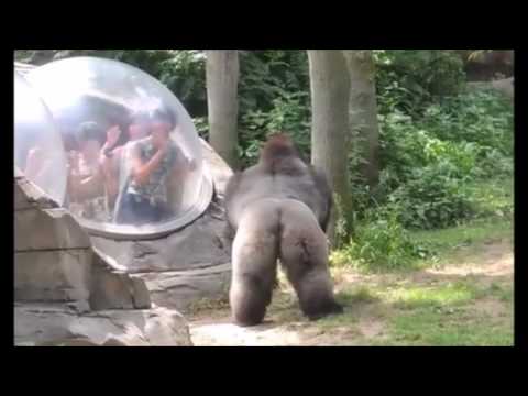 地卧す夜鷹の千年渓谷