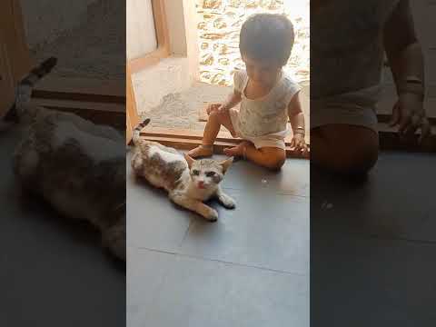 cat vs baby short video#krutika