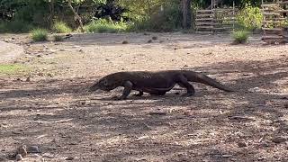 Komodo Dragon 1A