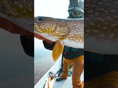 Pike Paradise FOUND! ? Untouched Fishing at Munroe Lake Lodge