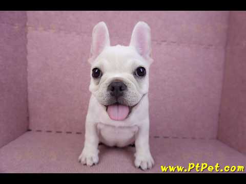 07/25奶油色法國鬥牛母幼犬