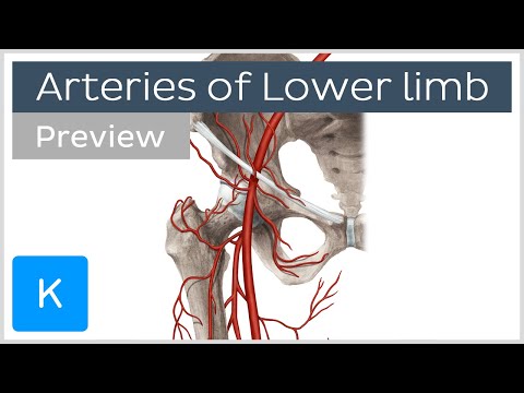 Overview of the lower limb arteries (preview) - Human Anatomy | Kenhub