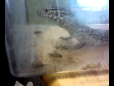 Nile monitor eating dead crickets