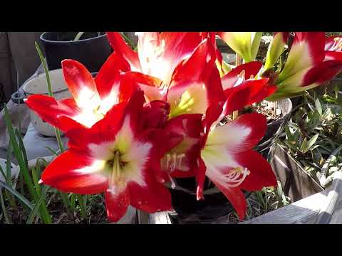 HIPPEASTRUM AMARYLLIS TRES CHIC